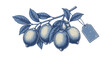 © Mark - Vintage blue lemons on branch with label: detailed botanical art