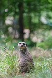 Surikatka, Meerkat