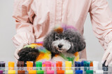 Colorful creative grooming session featuring a fluffy dog with vibrant fur, surrounded by a variety of hair dye containers, showcasing the artistic process of fur coloring and pet styling techniques