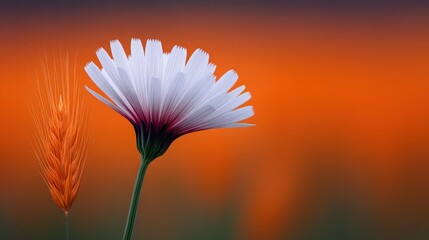 Wall Mural - A white flower with a red center is next to a stalk of wheat