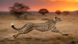 © BrStock10 - A cheetah in full sprint across the african savanna under a beautiful sunset sky