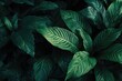 © Juhamsir - Lush, dark green foliage fills the frame, showcasing richly textured, elongated leaves with prominent veining, creating a dense, tropical backdrop