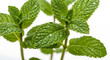 © AntonioHenrique - Close up of fresh green mint leaves covered in water droplets against a white background studio shot