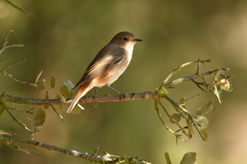 Naklejka na meble colirrojo real en otoño en el bosque