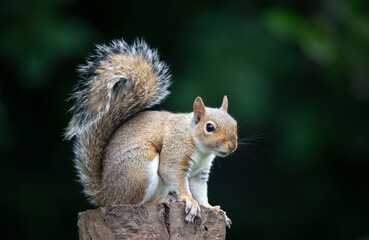 Wall Mural - Close-up of a curious young grey squirrel standing on a tree stump