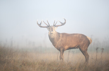 Wall Mural - Portrait of a red deer stag calling in the mist during the autumn rut