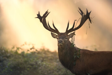 Wall Mural - Portrait of a majestic red deer stag with large antlers during the rut on a foggy autumn morning