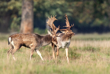 Wall Mural - Two fallow deer stags with large antlers standing close together in a grassy meadow during autumn rut