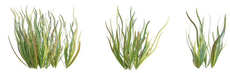 Vallisneria americana Tree 4k cutout transparent