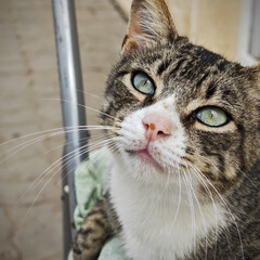 cute cat with green eyes