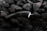Arctic Tern, arktische Seeschwalbe, im Flug mit einem Fisch im Schnabel vor schwarzem Gestein