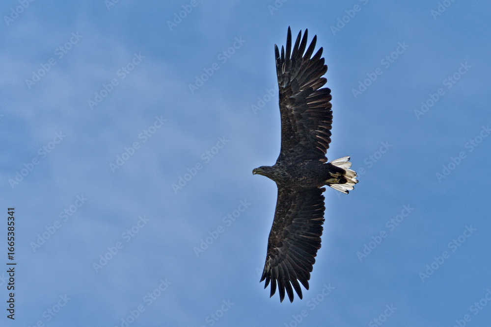 White-tailed eagle (Haliaeetus albicilla) soaring in clear blue sky, uncommon but regularly breeding species in Czech nature.