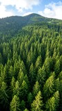 Aerial View Lush Green Coniferous Forest.