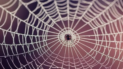 Detailed macro view of a spider in a delicate web glistening with water droplets, perfect for nature and wildlife projects