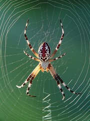 Intricate jewel-toned spider with striking pattern on its web detailed macro view