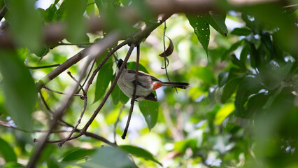 Wall Mural - bird on a branch in the morning, bird in the nature.