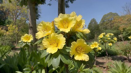 Wall Mural - cinematic ultra hd 4k close up video of rhododendron luteum shrub blooming beautifully with clusters of bright yellow flowers under sunny natural park setting stunning floral background springtime