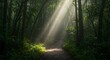 © Muchlis Nugroho - Sunbeams Illuminating a Mystical Forest Path: A Serene Nature Escape