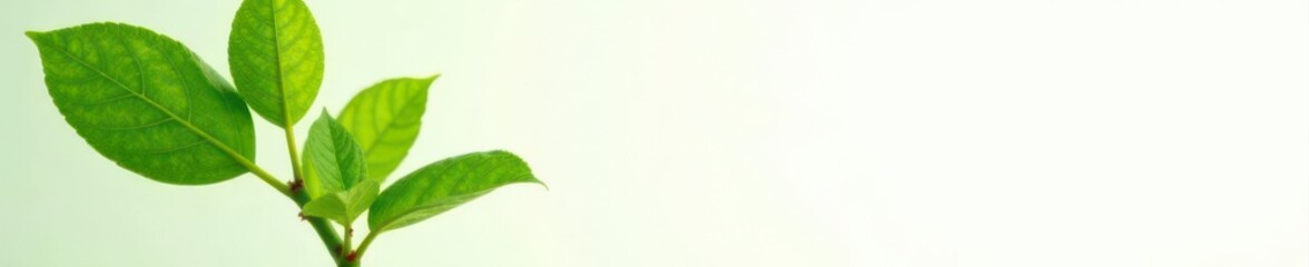Close-up of a young tree, bright green leaves, pure white backdrop, white background, young tree