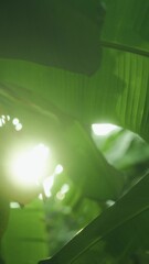 Wall Mural - slow motion pan over large banana leaves (musa spp.) with sunlight shining through, casting soft pat