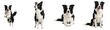© Totomonk - Border collie dog in various poses showing playful, attentive, and calm expressions with black and white fur coat