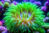 Vibrant green anemone with glowing tentacles in a colorful coral reef aquarium