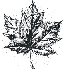 Wall Mural - Detailed Woodcut Style Maple Leaf Illustration with Speckled Background