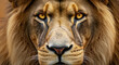 © MehediHasan - Close up of a male lion face with golden eyes big cat