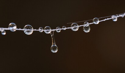 A delicate spider silk strand adorned with glistening dewdrops, some clinging, others poised to fall.  The dark background emphasizes the water's clarity and the web's intricate structure.