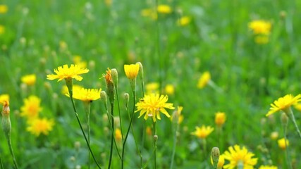 Wall Mural - macro shot of hawkweed blooms in the wind