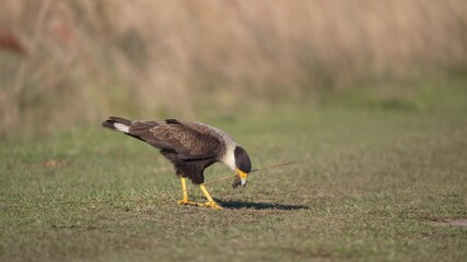 Wall Mural - Crested Caracara Bird Collecting Twigs In The Field. - closeup shot