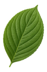 Wall Mural - dogwood leaf with elliptical shape and prominent veins