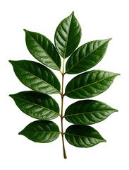 Wall Mural - mahogany leaf with compound structure and glossy surface