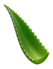 Wall Mural - aloe leaf with thick, fleshy structure and serrated edges