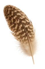 Wall Mural - duck feather with mottled brown and white