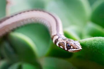 Wall Mural - snake slithering over green leaves.