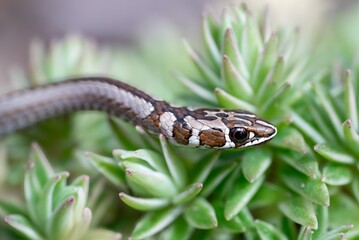 Wall Mural - snake slithering over green succulents