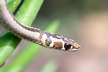 Wall Mural - close-up of a patterned snake on a branch