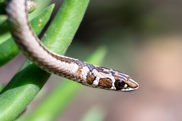 Wall Mural - close-up of a small snake on a plant.
