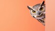 © Robert Kneschke - Curious owl peeking around pastel-colored wall with vibrant orange background