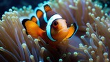 Close-up of clownfish in anemone