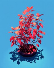 Wall Mural - Vibrant, stylized bonsai