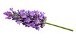 © Sophia - Isolated Sprig of Lavender