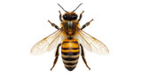 Isolated Honey Bee