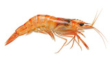 Isolated Shrimp