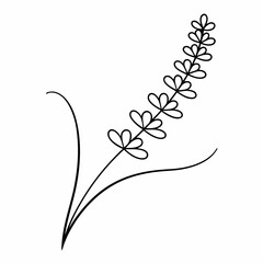 Lavender Branch Outline Vector