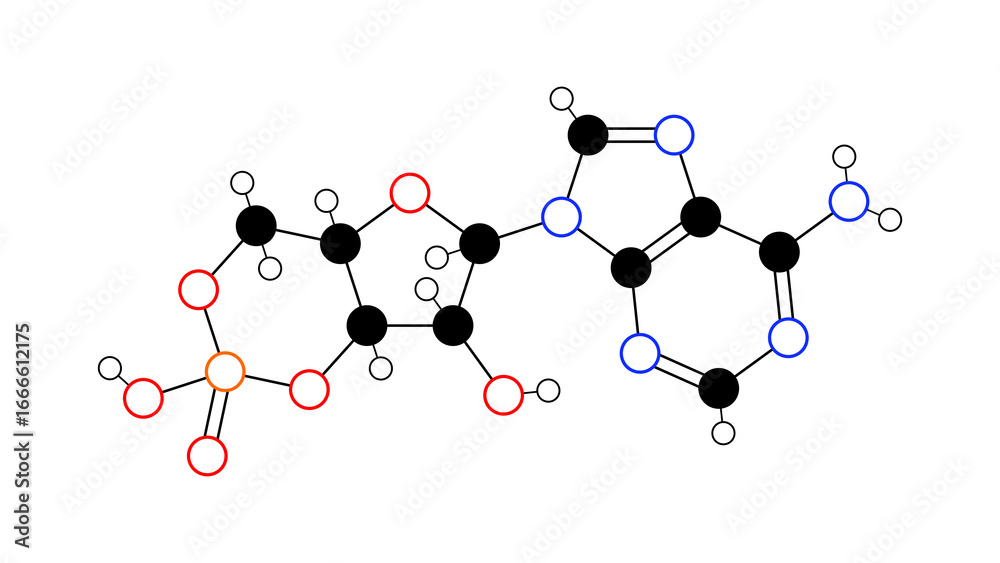 cyclic adenosine monophosphate molecule, structural chemical formula ...