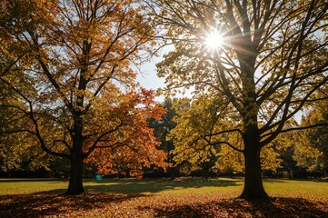 vibrant fall scenery featuring multicolored trees and glowing sunlight.