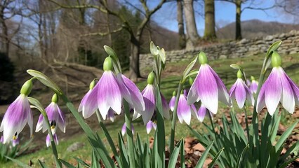 Wall Mural - calming 4k close up video of violet snowdrop flowers swaying gently the wind capturing early spring beauty with soft natural lighting a peaceful forest garden