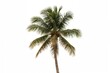 © Seyyar - Curved palm tree set against a white backdrop